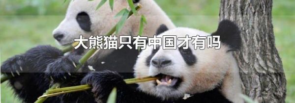 大熊猫只有中国才有吗