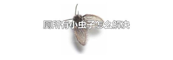 厕所有小虫子怎么解决