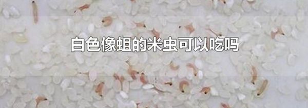 白色像蛆的米虫可以吃吗