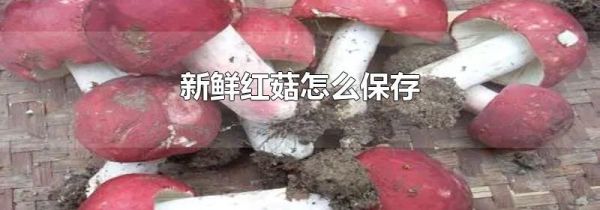 新鲜红菇怎么保存