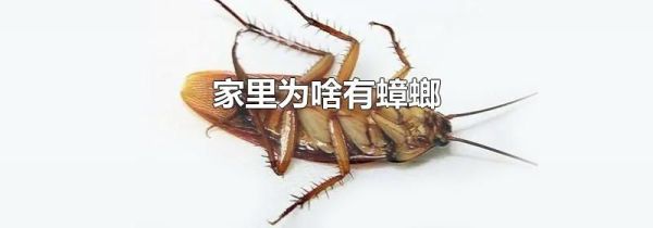 家里为啥有蟑螂