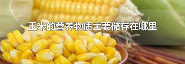 玉米的营养物质主要储存在哪里