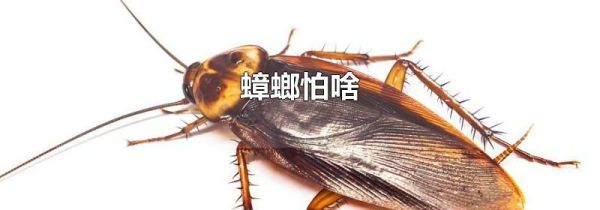 蟑螂怕啥