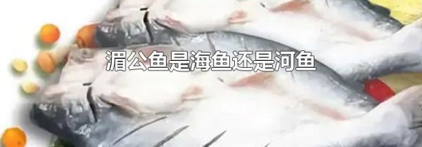湄公鱼是海鱼还是河鱼