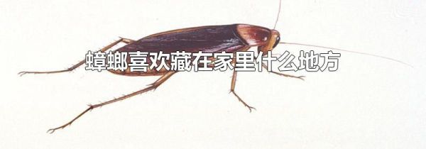 蟑螂喜欢藏在家里什么地方