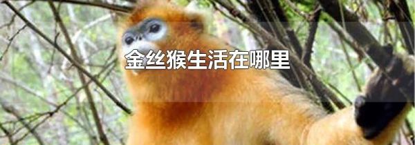 金丝猴生活在哪里