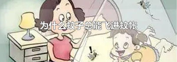 为什么蚊子总能飞进蚊帐