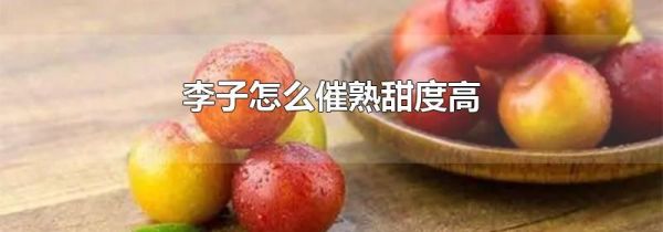 李子怎么催熟甜度高
