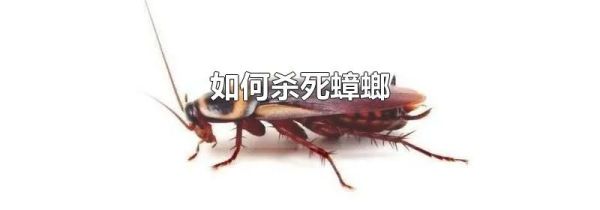 如何杀死蟑螂