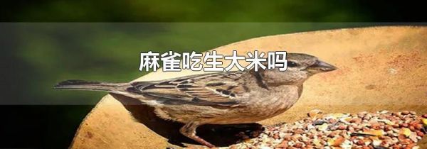 麻雀吃生大米吗