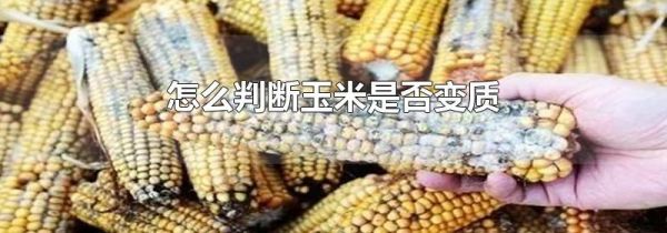 怎么判断玉米是否变质