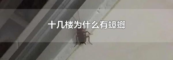 十几楼为什么有蟑螂