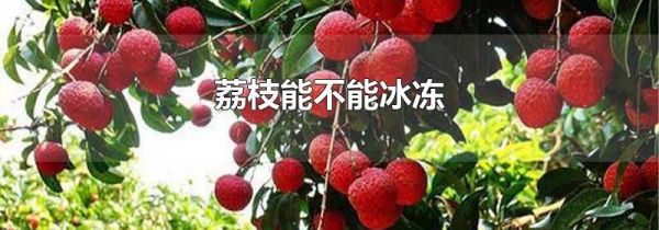 荔枝能不能冰冻