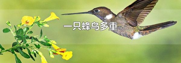一只蜂鸟多重