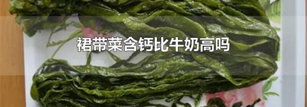 裙带菜含钙比牛奶高吗