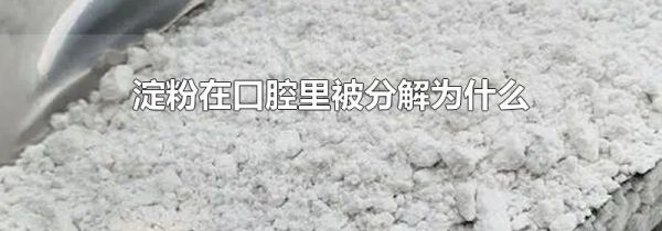 淀粉在口腔里被分解为什么