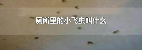 厕所里的小飞虫叫什么