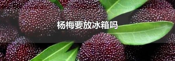 杨梅要放冰箱吗