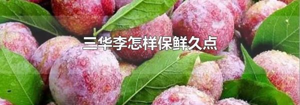 三华李怎样保鲜久点