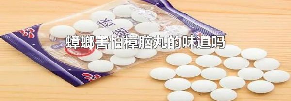 蟑螂害怕樟脑丸的味道吗