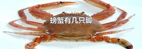 螃蟹有几只脚