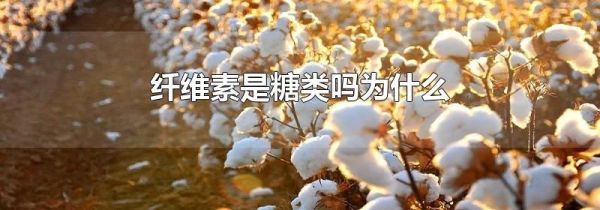 纤维素是糖类吗为什么