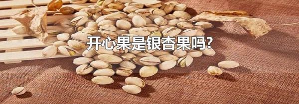 开心果是银杏果吗?