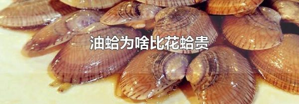 油蛤为啥比花蛤贵