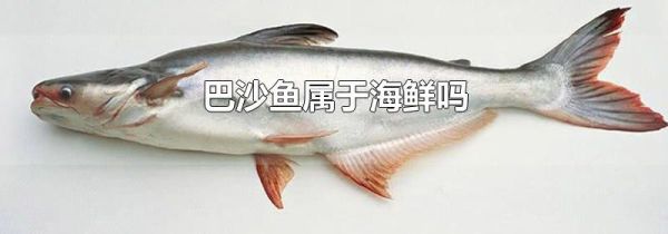 巴沙鱼属于海鲜吗