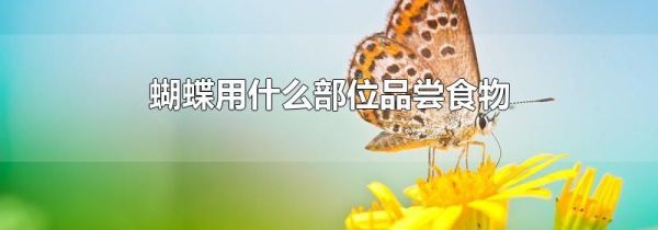 蝴蝶用什么部位品尝食物