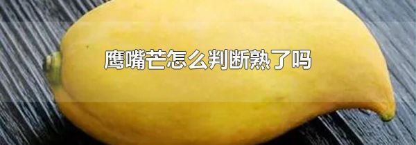 鹰嘴芒怎么判断熟了吗