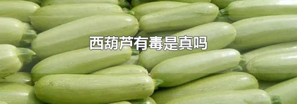 西葫芦有毒是真吗