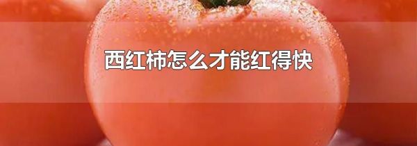 西红柿怎么才能红得快