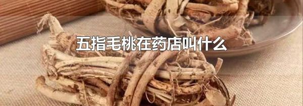 五指毛桃在药店叫什么