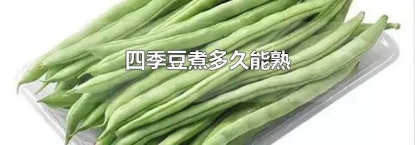 四季豆煮多久能熟