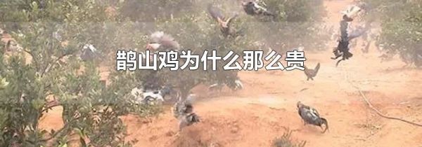 鹊山鸡为什么那么贵