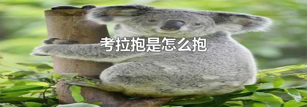 考拉抱是怎么抱
