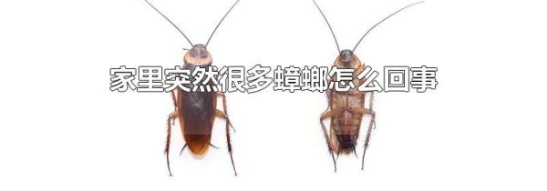 家里突然很多蟑螂怎么回事
