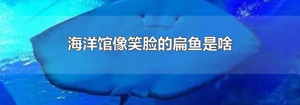 海洋馆像笑脸的扁鱼是啥