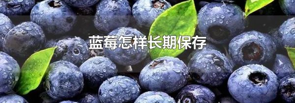 蓝莓怎样长期保存