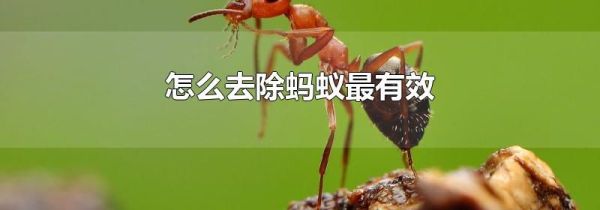 怎么去除蚂蚁最有效