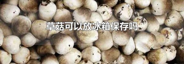 草菇可以放冰箱保存吗