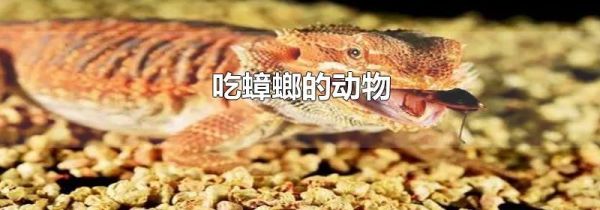 吃蟑螂的动物