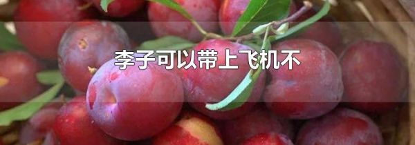 李子可以带上飞机不