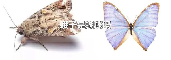蛾子是蝴蝶吗