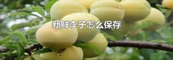 新鲜李子怎么保存