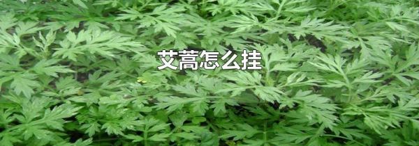 艾蒿怎么挂