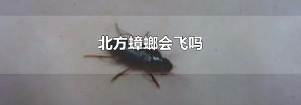 北方蟑螂会飞吗