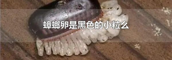 蟑螂卵是黑色的小粒么
