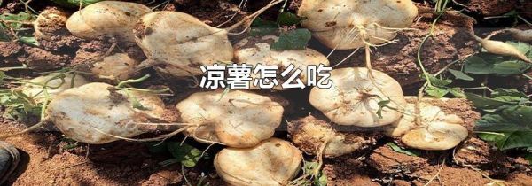 凉薯怎么吃
